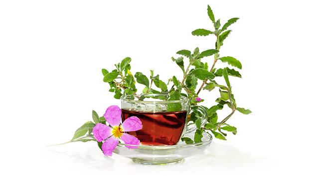cictus-tea-2.jpg